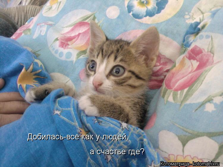 Добилась-всё как у людей, а счастье где?... Котоматрица: Добилась-всё как у людей, а счастье где?