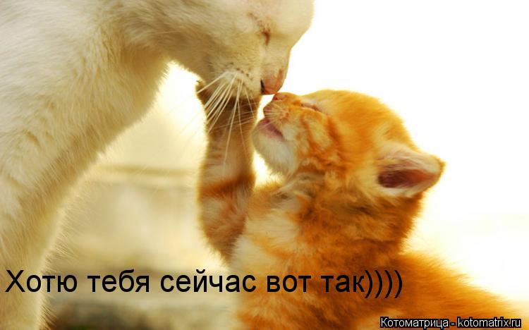Хотю тебя сейчас вот так))))... Котоматрица: Хотю тебя сейчас вот так))))