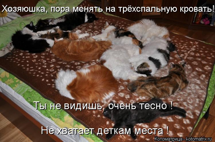 Хозяюшка, пора менять на трёхспальную кровать! Ты не видишь, очень тесно ! Не хватает деткам места !... Котоматрица: Хозяюшка, пора менять на трёхспальную кровать! Ты не видишь, очень тесно ! Не хватает деткам места !