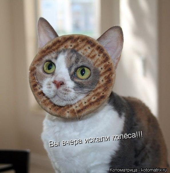 Вы вчера искали колёса!!!... Котоматрица: Вы вчера искали колёса!!!