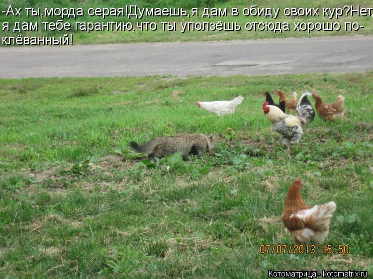 -Ах ты,морда серая!Думаешь,я дам в обиду своих кур?Нет, я дам тебе гарантию,что ты уползёшь отсюда хо... Котоматрица: -Ах ты,морда серая!Думаешь,я дам в обиду своих кур?Нет, я дам тебе гарантию,что ты уползёшь отсюда хорошо по- клёванный!
