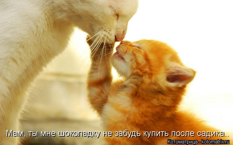 Мам, ты мне шоколадку не забудь купить после садика..... Котоматрица: Мам, ты мне шоколадку не забудь купить после садика..