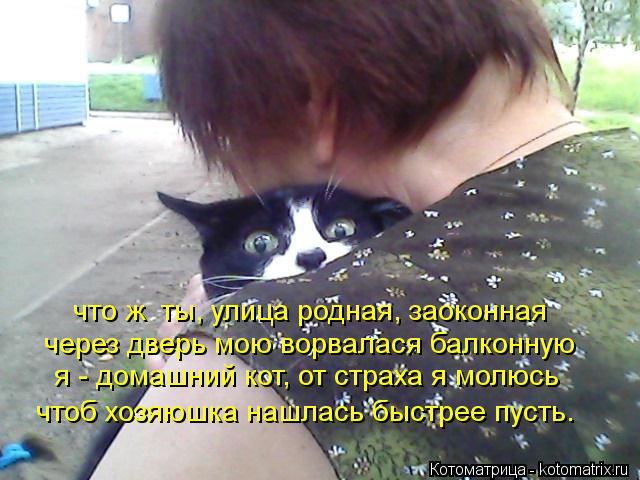 что ж ты, улица родная, заоконная через дверь мою ворвалася балконную я - домашний кот, от страха я ... Котоматрица: что ж ты, улица родная, заоконная через дверь мою ворвалася балконную я - домашний кот, от страха я молюсь чтоб хозяюшка нашлась быстрее пус