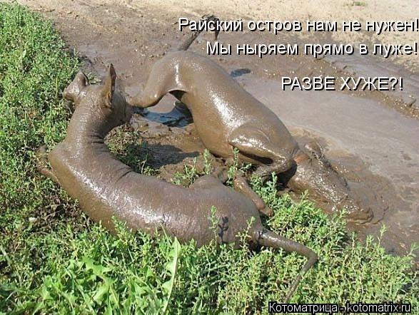 Мы ныряем прямо в луже! Райский остров нам не нужен! РАЗВЕ ХУЖЕ?!... Котоматрица: Мы ныряем прямо в луже! Райский остров нам не нужен! РАЗВЕ ХУЖЕ?!