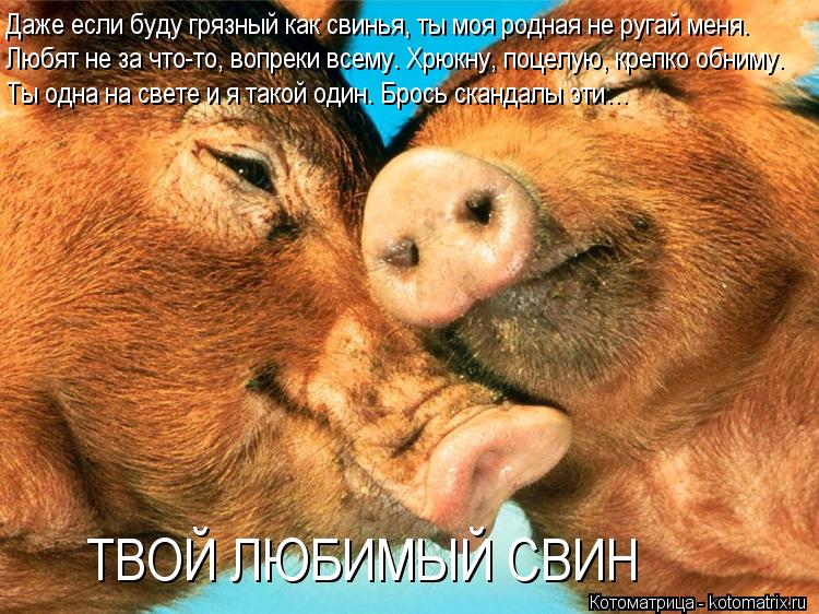 Даже если буду грязный как свинья, ты моя родная не ругай меня. Любят не за что-то, вопреки всему. Хр... Котоматрица: Даже если буду грязный как свинья, ты моя родная не ругай меня. Любят не за что-то, вопреки всему. Хрюкну, поцелую, крепко обниму. Ты одна на св