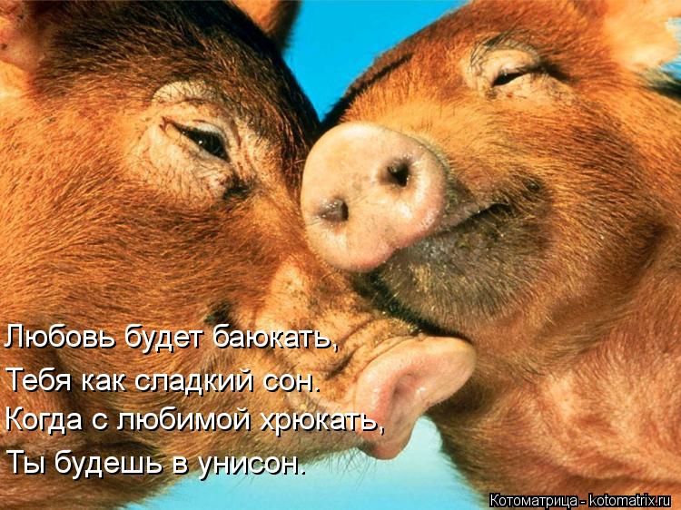 Любовь будет баюкать, Тебя как сладкий сон. Когда с любимой хрюкать, Ты будешь в унисон.... Котоматрица: Любовь будет баюкать, Тебя как сладкий сон. Когда с любимой хрюкать, Ты будешь в унисон.