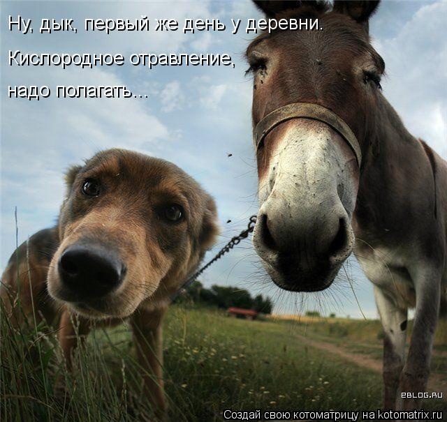 Кислородное отравление, надо полагать… Ну, дык, первый же день у деревни.... Котоматрица: Кислородное отравление, надо полагать… Ну, дык, первый же день у деревни.