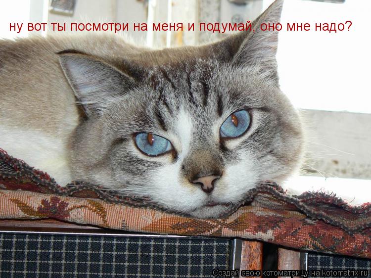ну вот ты посмотри на меня и подумай, оно мне надо?... Котоматрица: ну вот ты посмотри на меня и подумай, оно мне надо?