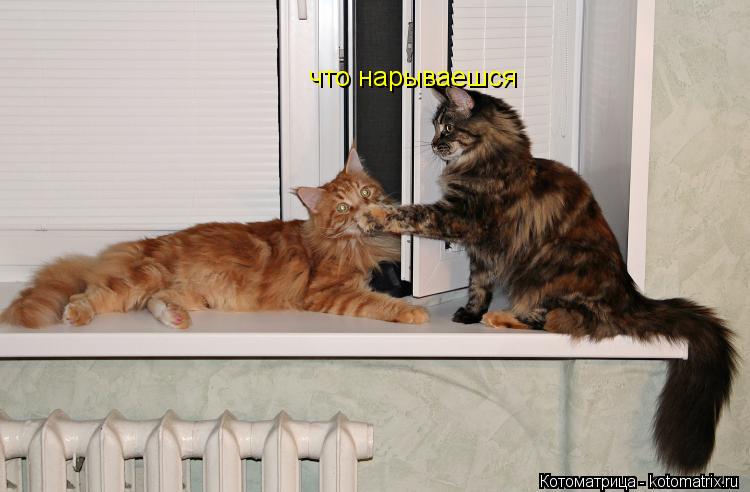 Котоматрица: что нарываешся что нарываешся что нарываешся?