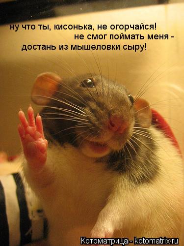 ну что ты, кисонька, не огорчайся! не смог поймать меня - достань из мышеловки сыру!... Котоматрица: ну что ты, кисонька, не огорчайся! не смог поймать меня - достань из мышеловки сыру!