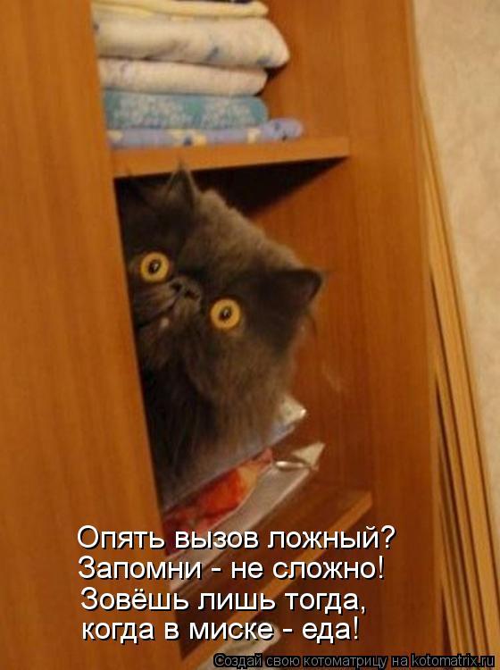 Котоматрица: Опять вызов ложный? Запомни - не сложно! Зовёшь лишь тогда, когда в миске - еда!