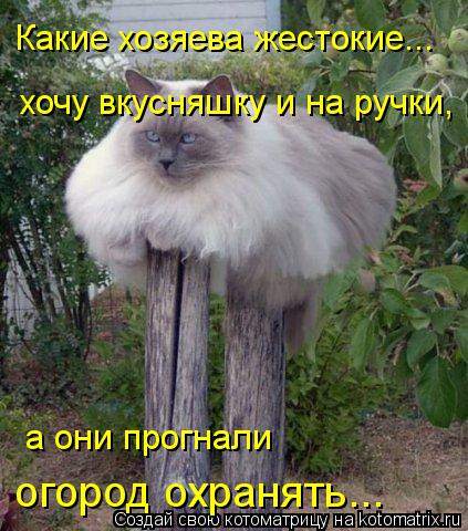 Какие хозяева жестокие... хочу вкусняшку и на ручки, а они прогнали огород охранять...... Котоматрица: Какие хозяева жестокие... хочу вкусняшку и на ручки, а они прогнали огород охранять...