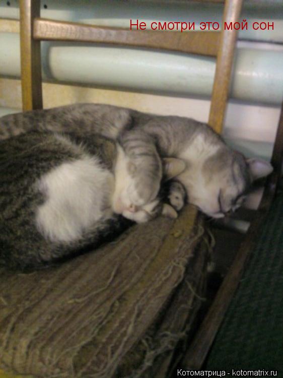 Не смотри это мой сон... Котоматрица: Не смотри это мой сон