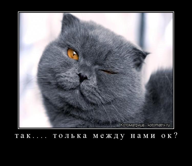 Котоматрица: так.... толька между нами ок? 