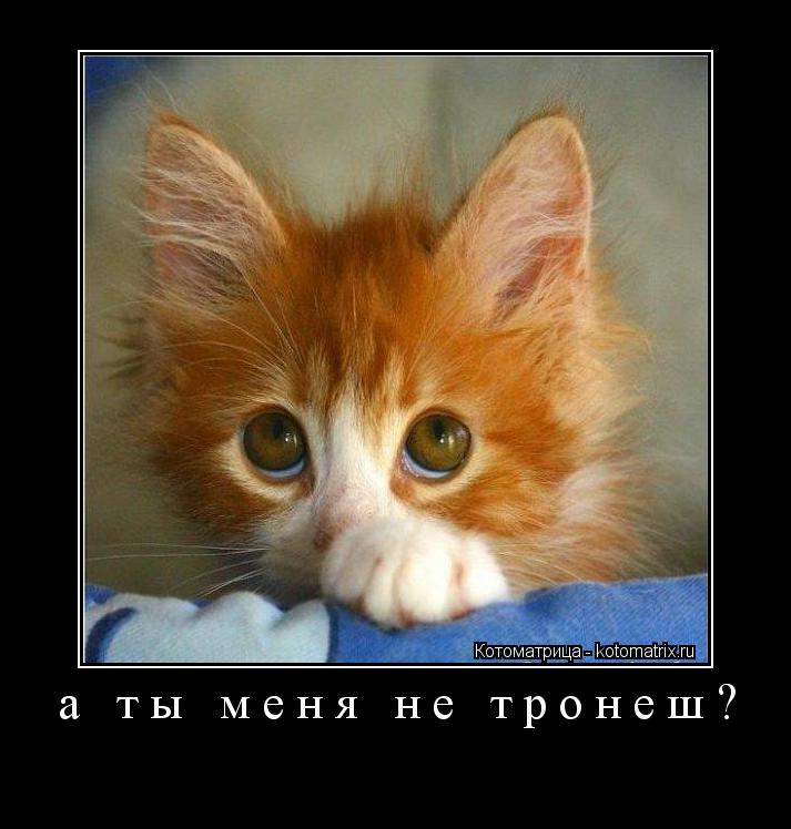 а ты меня не тронеш? ... Котоматрица: а ты меня не тронеш?