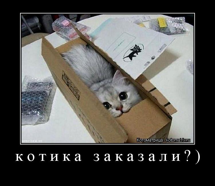 Котоматрица: котика заказали?) 