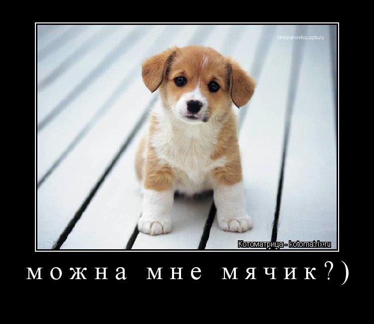 Котоматрица: можна мне мячик?) 