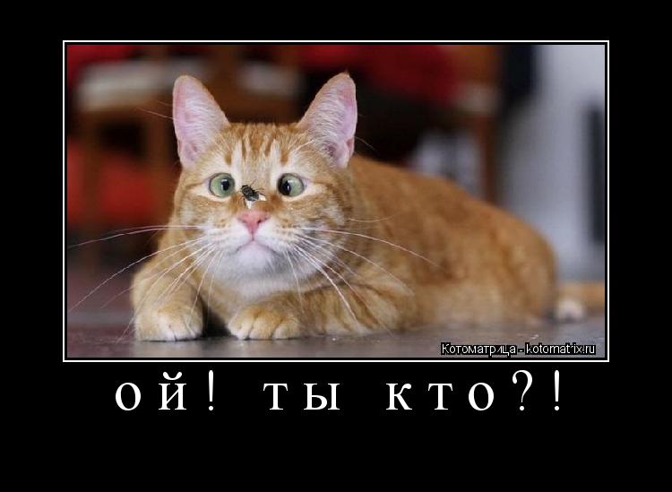 ой! ты кто?! ... Котоматрица: ой! ты кто?!