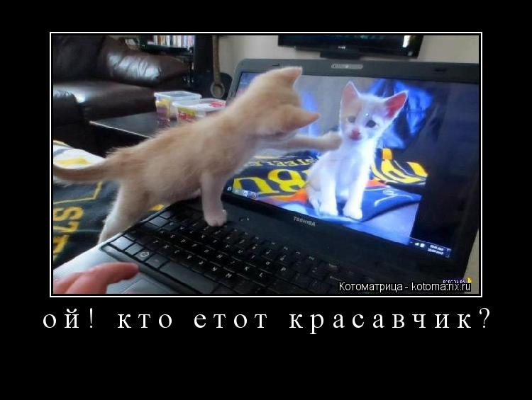 Котоматрица: ой! кто етот красавчик? 