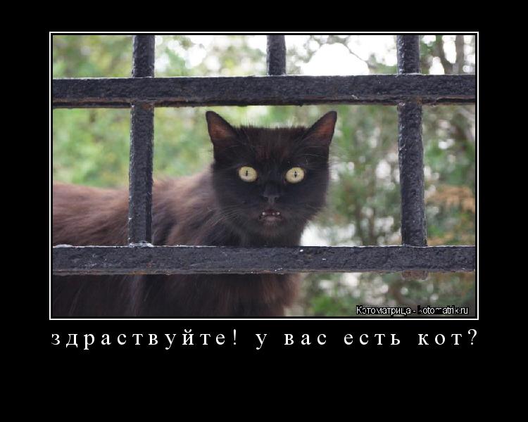 здраствуйте! у вас есть кот? ... Котоматрица: здраствуйте! у вас есть кот?