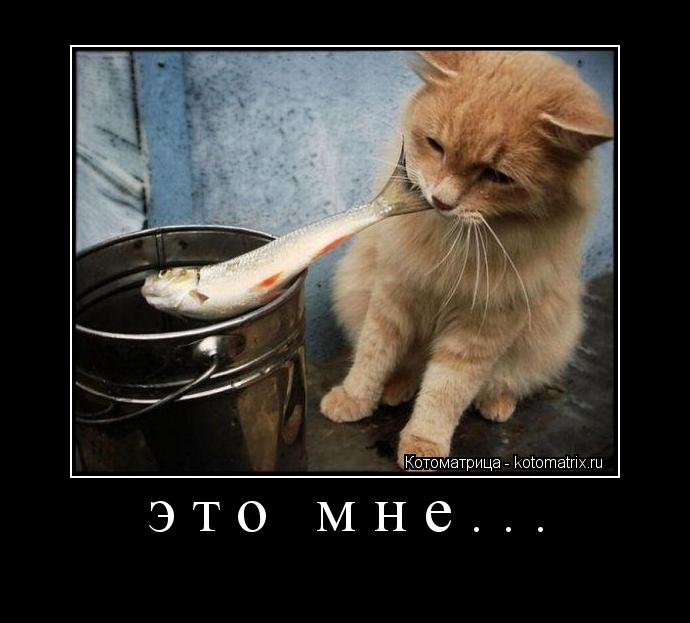 это мне... ... Котоматрица: это мне...