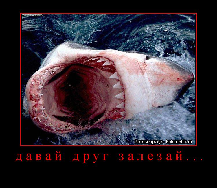 Котоматрица: давай друг залезай... 