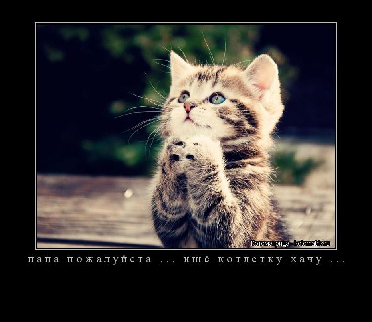 папа пожалуйста ... ишё котлетку хачу ... ... Котоматрица: папа пожалуйста ... ишё котлетку хачу ...