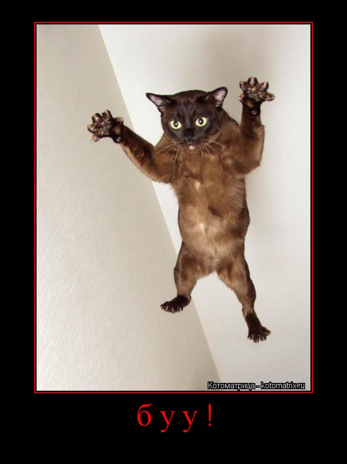 Котоматрица: буу! 