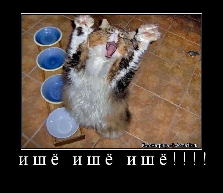 Котоматрица: ишё ишё ишё!!!! 