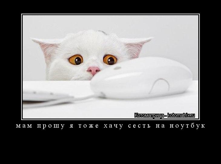 Котоматрица: мам прошу я тоже хачу сесть на ноутбук 