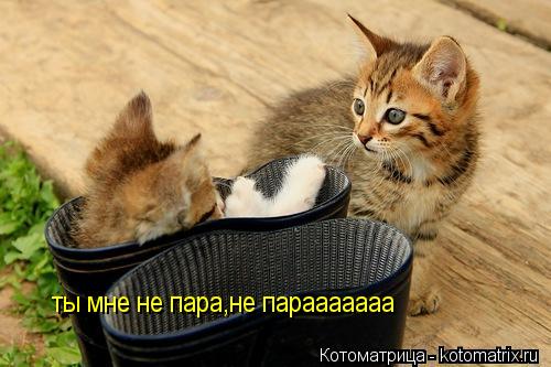 ты мне не пара,не парааааааа... Котоматрица: ты мне не пара,не парааааааа