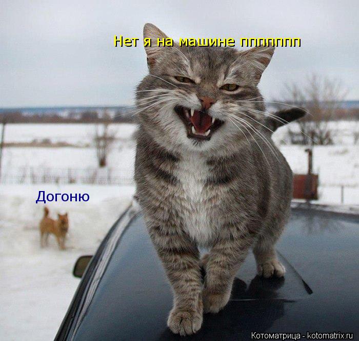 Догоню Нет я на машине ппппппп Нет я на машине ппппппп... Котоматрица: Догоню Нет я на машине ппппппп Нет я на машине ппппппп