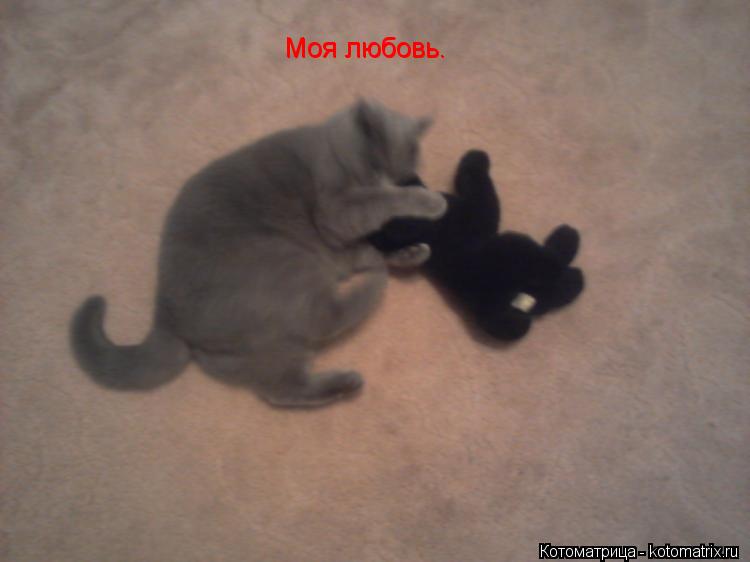 Моя любовь. Моя любовь.... Котоматрица: Моя любовь. Моя любовь.