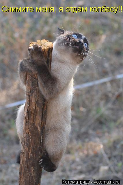 Снимите меня, я отдам колбасу!!!... Котоматрица: Снимите меня, я отдам колбасу!!!