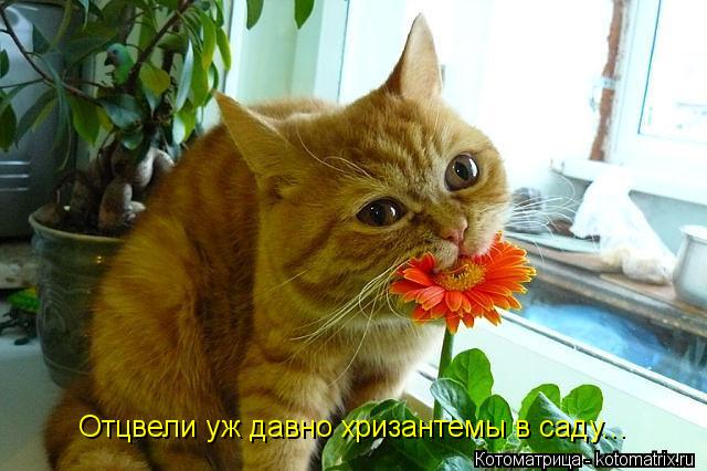 Отцвели уж давно хризантемы в саду...... Котоматрица: Отцвели уж давно хризантемы в саду...