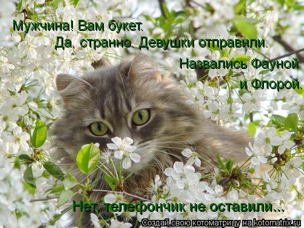 Котоматрица: Мужчина! Вам букет. Да, странно. Девушки отправили. Назвались Фауной и Флорой. Нет, телефончик не оставили...