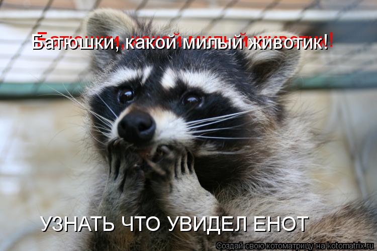 Батюшки, какой милый животик! Батюшки, какой милый животик! УЗНАТЬ ЧТО УВИДЕЛ ЕНОТ... Котоматрица: Батюшки, какой милый животик! Батюшки, какой милый животик! УЗНАТЬ ЧТО УВИДЕЛ ЕНОТ