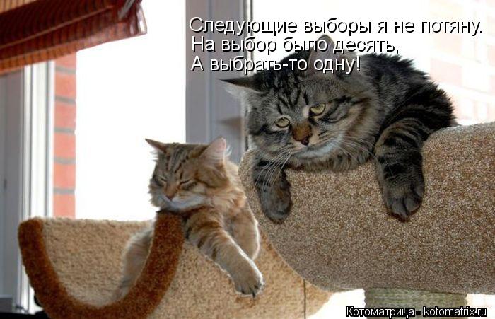 Следующие выборы я не потяну. На выбор было десять, А выбрать-то одну!... Котоматрица: Следующие выборы я не потяну. На выбор было десять, А выбрать-то одну!