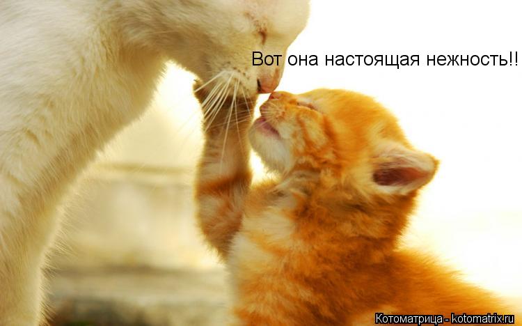 Вот она настоящая нежность!!... Котоматрица: Вот она настоящая нежность!!
