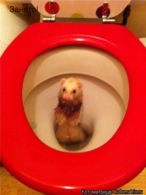 Зането!... Котоматрица: Зането!