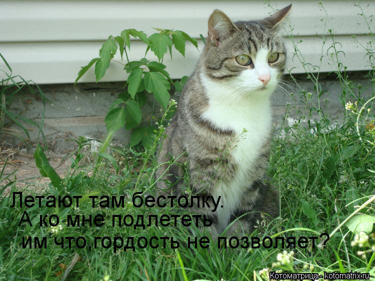 Котоматрица: им что,гордость не позволяет? А ко мне подлететь Летают там бестолку.