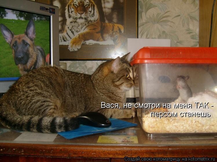 Вася, не смотри на меня ТАК - персом станешь... Котоматрица: Вася, не смотри на меня ТАК - персом станешь