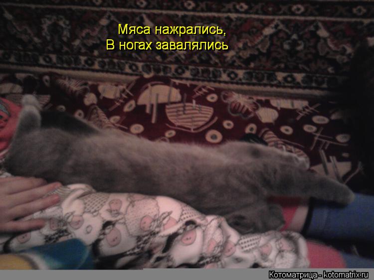 Мяса нажрались, Мяса нажрались, В ногах завалялись В ногах завалялись... Котоматрица: Мяса нажрались, Мяса нажрались, В ногах завалялись В ногах завалялись