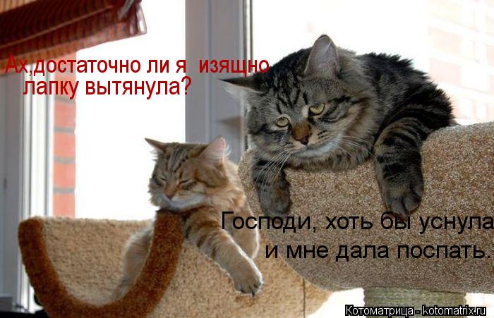 Котоматрица: Господи, хоть бы уснула и мне дала поспать. Ах,достаточно ли я  изящно лапку вытянула?