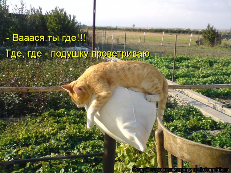 - Вааася ты где!!! Где, где - подушку проветриваю.... Котоматрица: - Вааася ты где!!! Где, где - подушку проветриваю.
