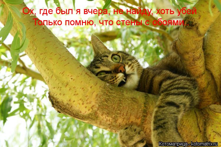 Ох, где был я вчера, не найду, хоть убей Только помню, что стены с обоями..... Котоматрица: Ох, где был я вчера, не найду, хоть убей Только помню, что стены с обоями..
