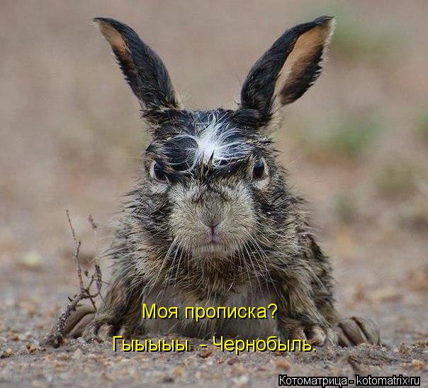 Моя прописка? Гыыыыы - Чернобыль.... Котоматрица: Моя прописка? Гыыыыы - Чернобыль.