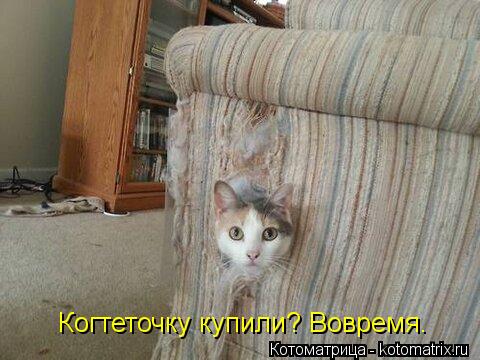 Когтеточку купили? Вовремя.... Котоматрица: Когтеточку купили? Вовремя.