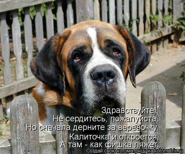 Здравствуйте! Не сердитесь, пожалуйста, Но сначала дерните за веревочку, Калиточка и откроется, А та... Котоматрица: Здравствуйте! Не сердитесь, пожалуйста, Но сначала дерните за веревочку, Калиточка и откроется, А там - как фишка ляжет...