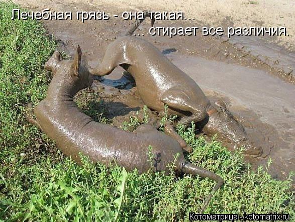 Лечебная грязь - она такая... ... стирает все различия.... Котоматрица: Лечебная грязь - она такая... ... стирает все различия.